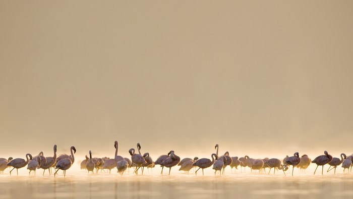 Flamingos standing in shallow water at sunrise