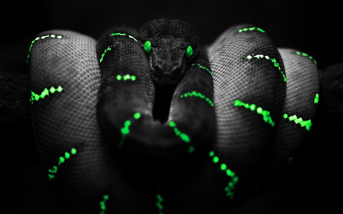 Snake with glowing green eyes and markings