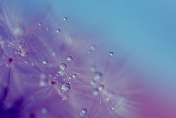 Macro view of dandelion seeds with water droplets