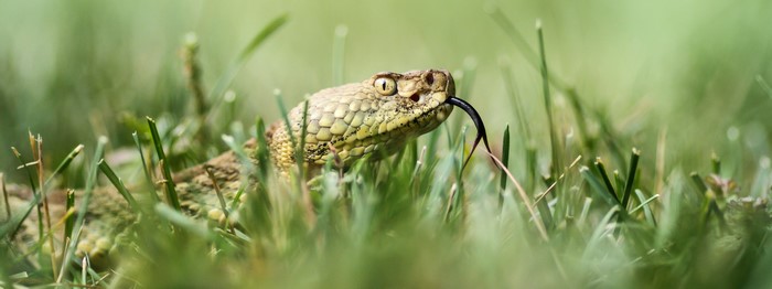 Snake with tongue flicking in green grass