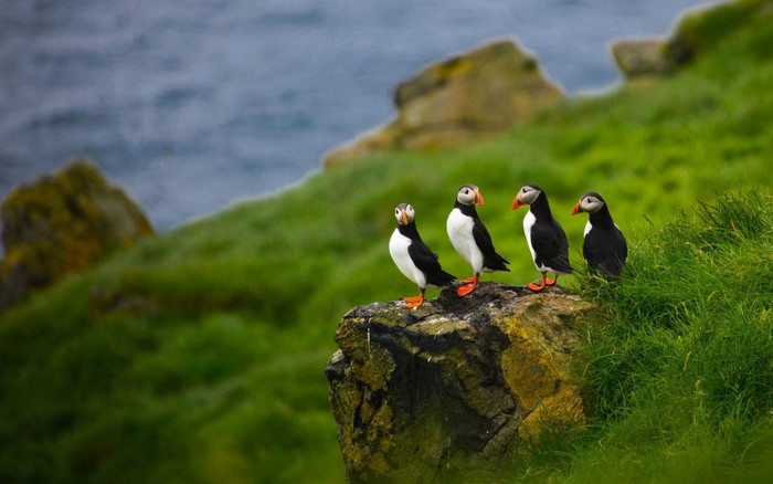 Four puffins on a rocky cliff overlooking the ocean