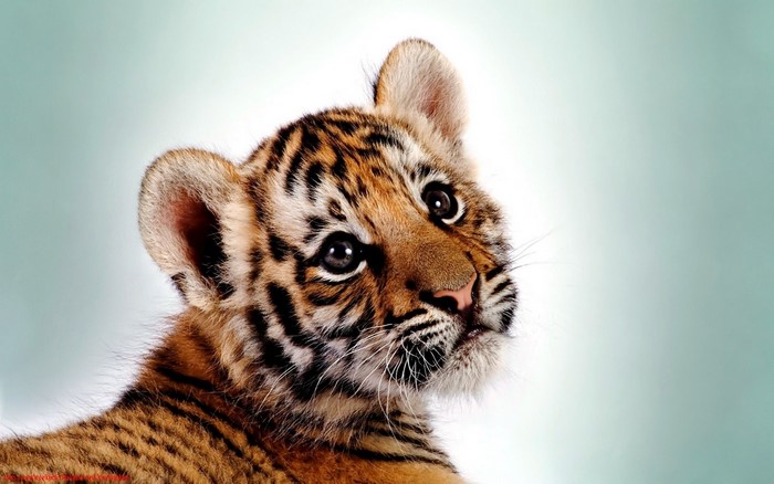 Adorable Tiger Cub with Soft Expression