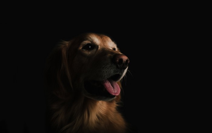 Golden retriever dog portrait