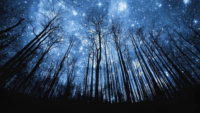 Bare trees against a starry night sky