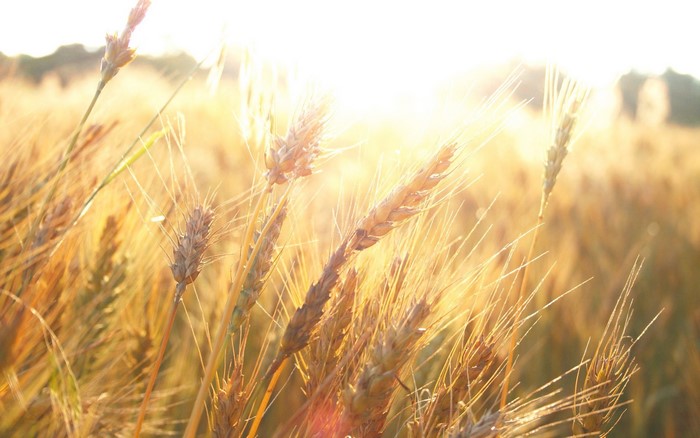 Wheat field at sunset with sun flares