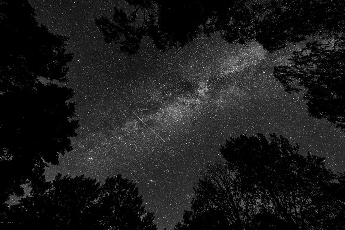 Milky Way galaxy and trees at night