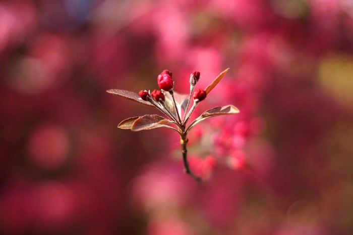 Macro shot of red flower buds on a branch