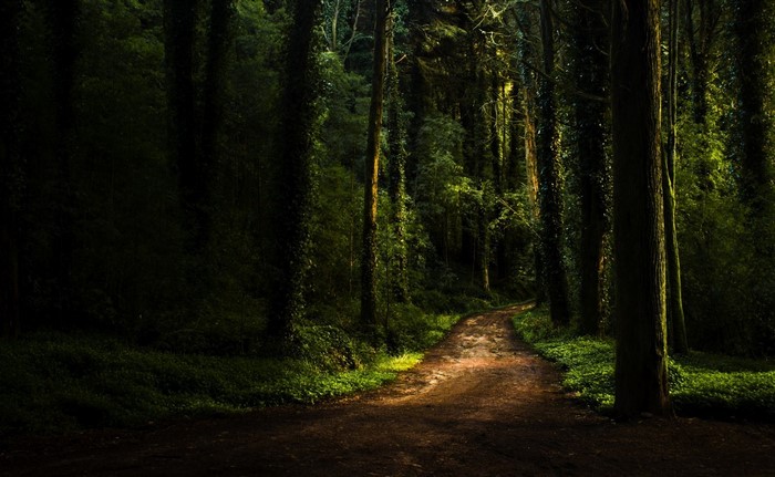 Sunlit Forest Path Through Mossy Trees