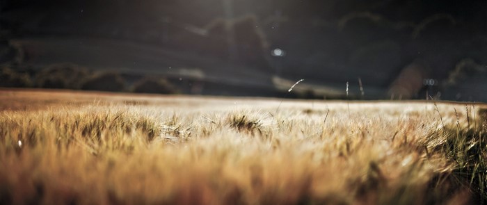 Field of wheat with sun rays
