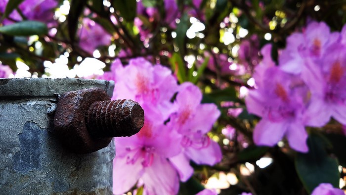 Rusty bolt on a pole with purple flowers