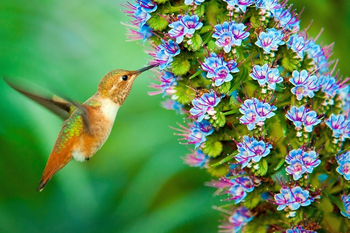 Hummingbird feeding on blue flowers