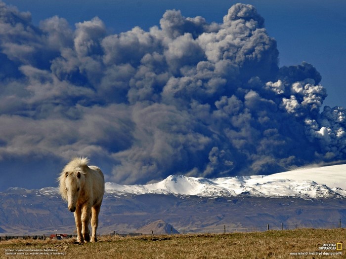 Horse in front of volcano ash cloud in Iceland