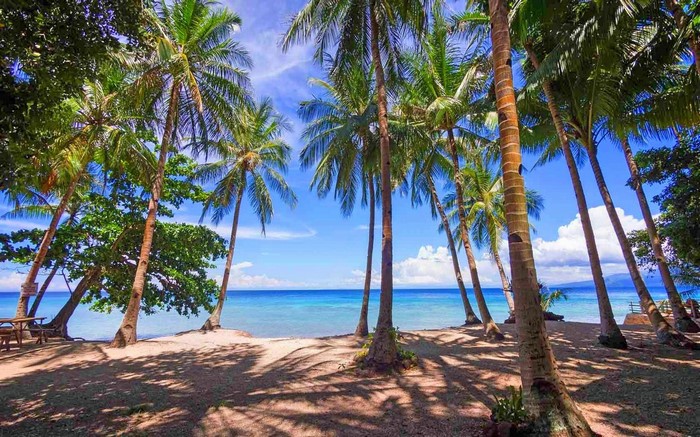 Tropical beach with palm trees and ocean
