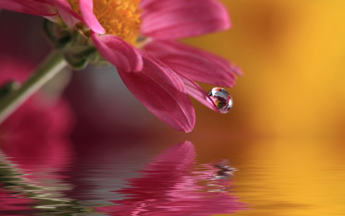 Macro shot of a pink flower petal with a water drop