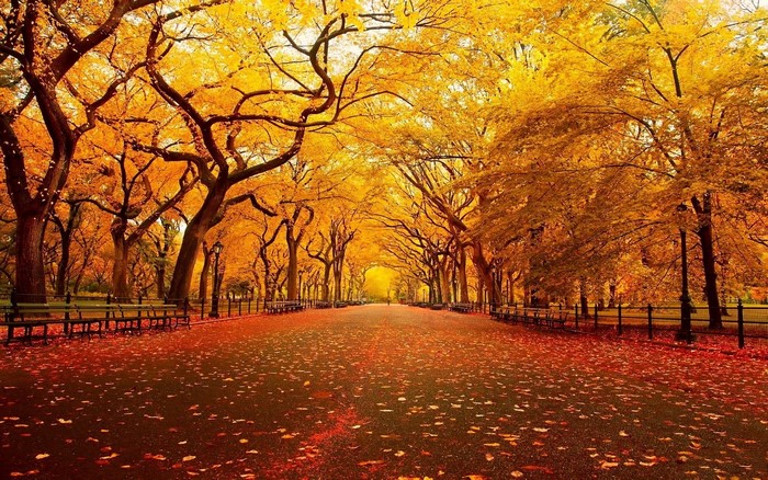 Autumn park pathway with fallen leaves and trees