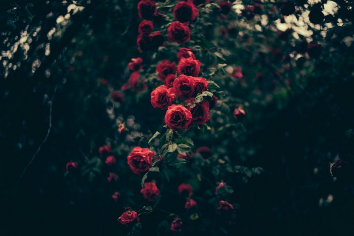 Dark red roses on a bush