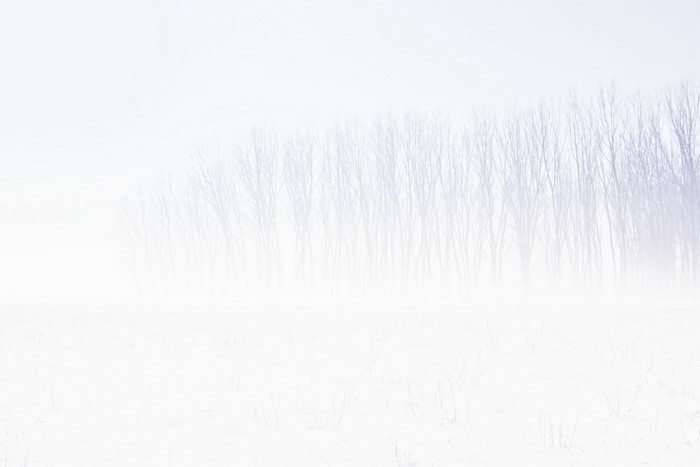 Bare trees in a foggy winter landscape