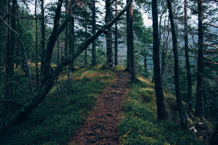 Path through a dark forest with tall trees