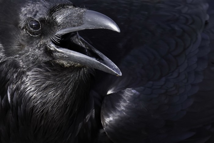 Close-up of a black raven with its beak open