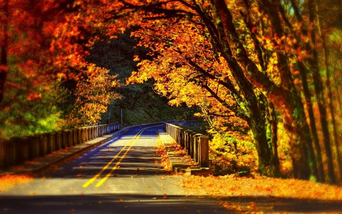 Road through a fall forest with a bridge