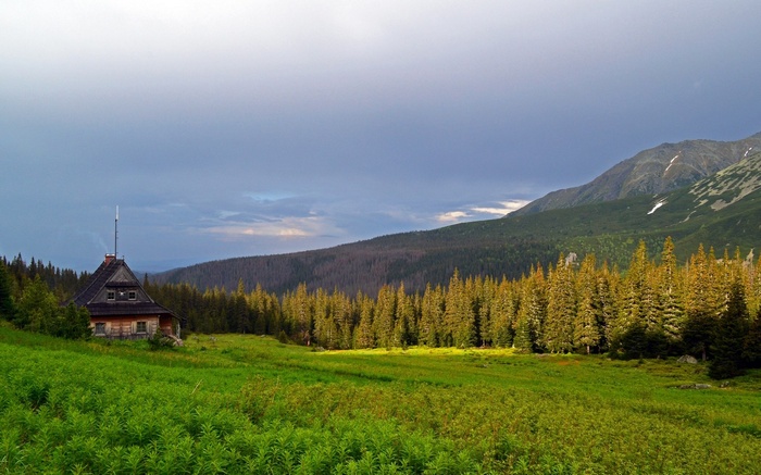 Wooden cabin in a mountain meadow with pine forest