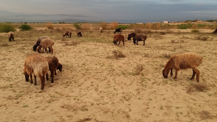 Sheep grazing in a dry, open field