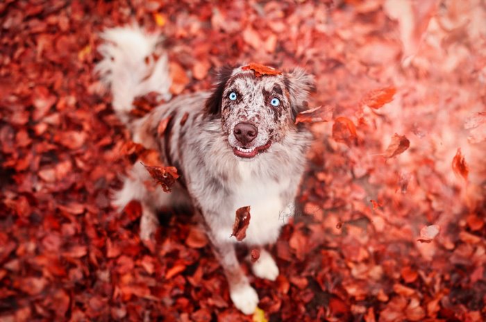 Dog with blue eyes in autumn leaves