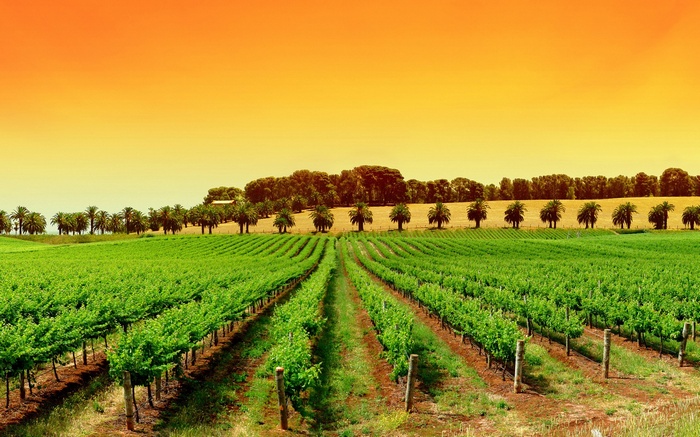 Vineyard with palm trees and orange sky