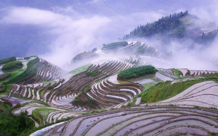 Terraced rice paddies in misty mountains
