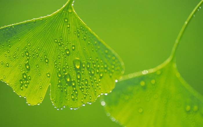 Green ginkgo leaves with water drops