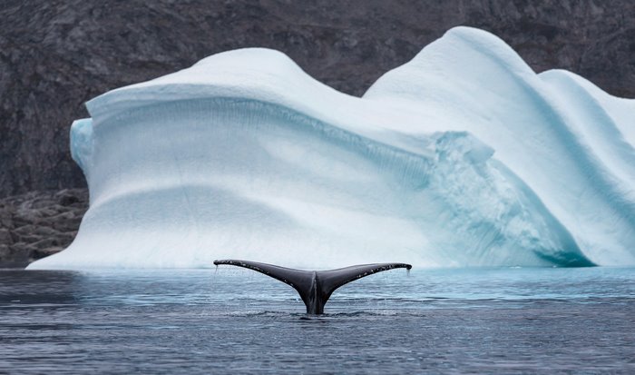 Whale tail emerges from arctic water near iceberg
