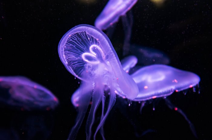Purple jellyfish with tentacles in dark water
