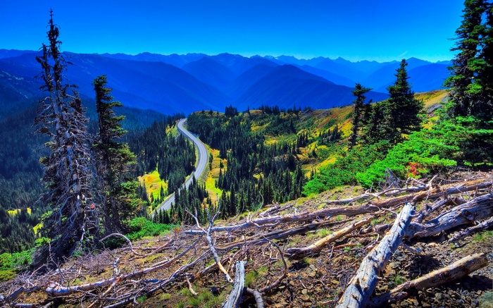 Mountain road winding through a forest with dead trees in foreground