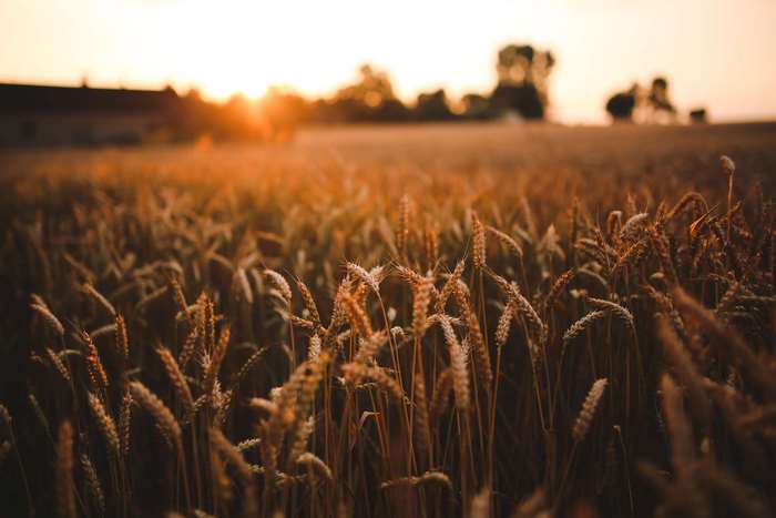 Wheat field at sunset 4K