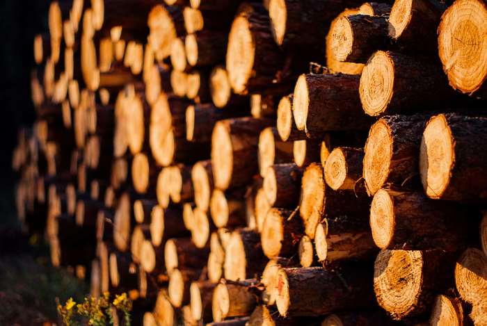 Stacked chopped wood logs in evening forest 4K