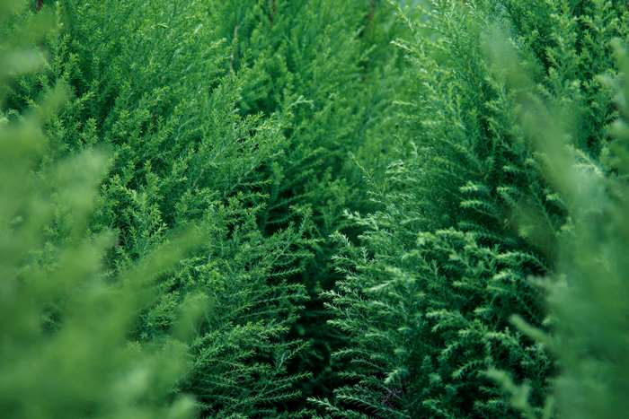 Green evergreen trees in daylight