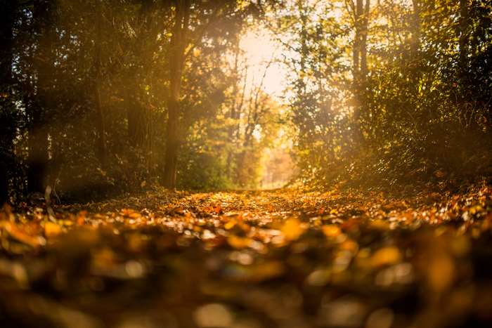 Autumn forest path covered in fallen leaves
