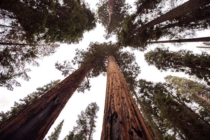 Looking up at tall redwood trees in a forest