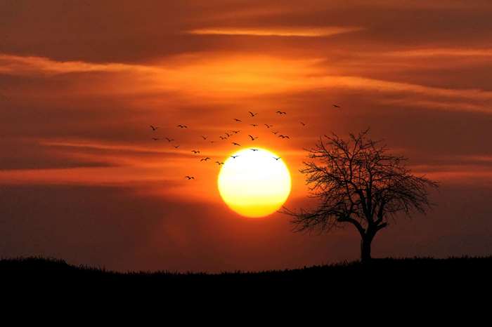Sunset with birds and a tree