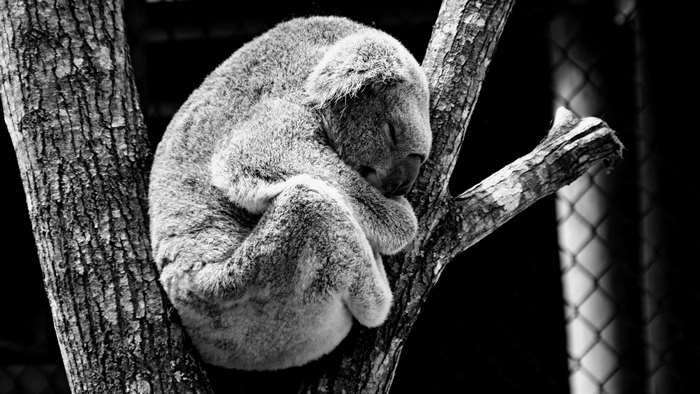 Koala sleeping on a tree branch