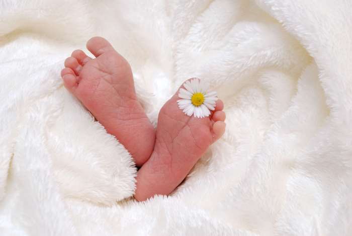 Newborn baby feet with daisy flower on white blanket 4K