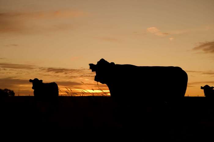 Cows silhouetted against a sunset sky