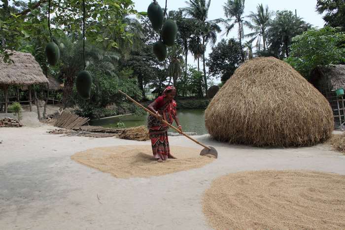 Woman drying paddy rice in a village in Bangladesh
