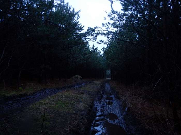 Muddy forest path with pine trees 4K
