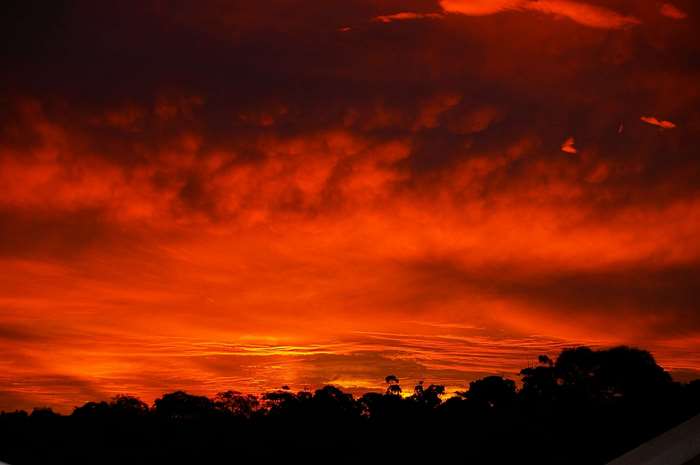 Fiery sunset over silhouetted trees