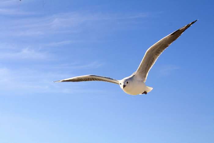 Seagull flying in a blue sky