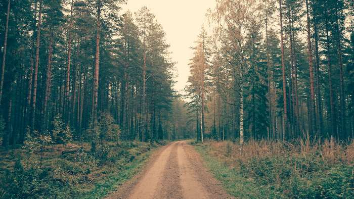 Dirt road through a pine forest