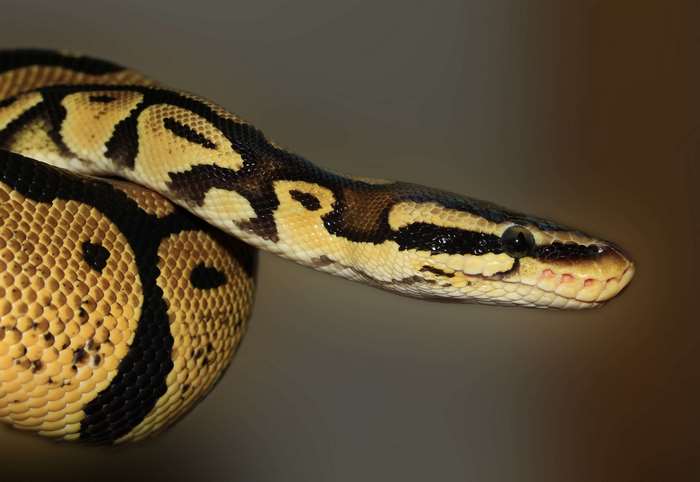 Ball Python Macro Shot 4K