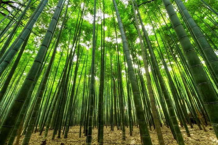 Bamboo forest with sunlight filtering through