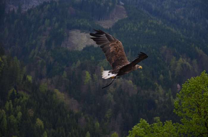 Eagle flying over a forest